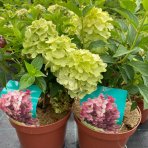Hortenzia metlinatá (Hydrangea paniculata) ‘PETITE STAR’® - výška 30-40 cm, kont. C2L